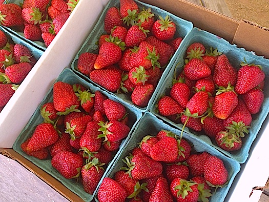 Lester's Strawberries